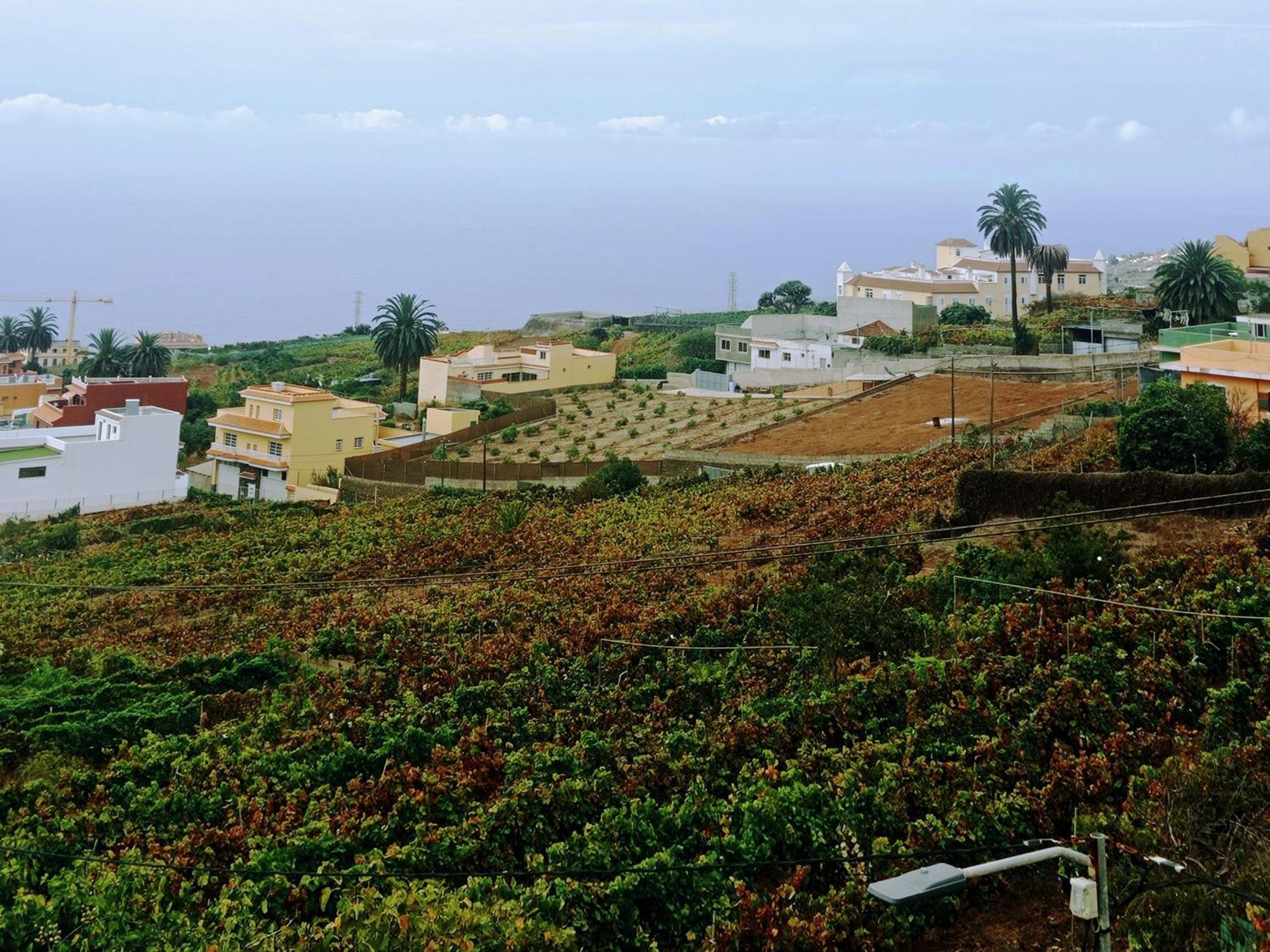Villa Live La Victoria Carril - Casa Acogedora Y Familiar Con Terraza Completa à La Victoria de Acentejo Extérieur photo